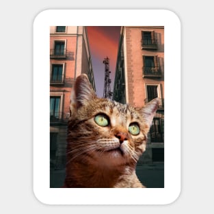 Street Cat Sticker